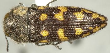 Media type: image;   Entomology 24405 Aspect: habitus dorsal view